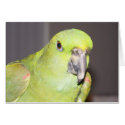 Yellow-Naped Amazon Parrot Card by digitalplayhouse Yellow-Naped Amazon Parrot Card
