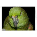 Yellow-Naped Amazon Parrot Card