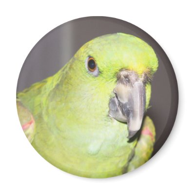 Yellow-Naped Amazon Parrot Magnet by digitalplayhouse
