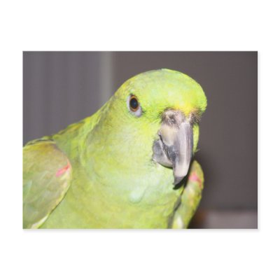 Yellow-Naped Amazon Parrot Postcard