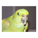 Yellow-Naped Amazon Parrot Poster posters by digitalplayhouse Yellow-Naped Amazon Parrot Poster posters