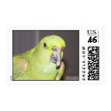 Yellow-Naped Amazon Parrot Stamp by digitalplayhouse Yellow-Naped Amazon Parrot Stamp