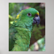 Yellow Naped Amazon Photography Posters