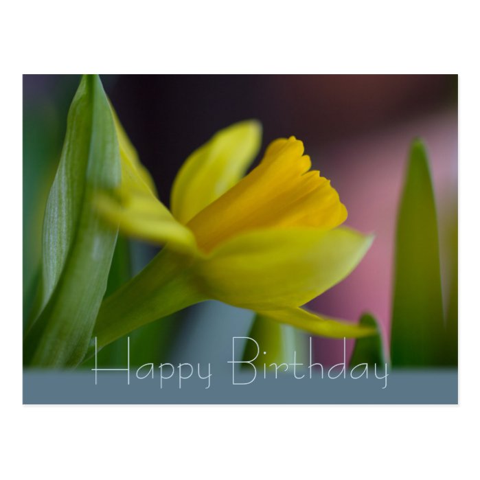 Yellow narcissus flower CC0742 Happy Birthday