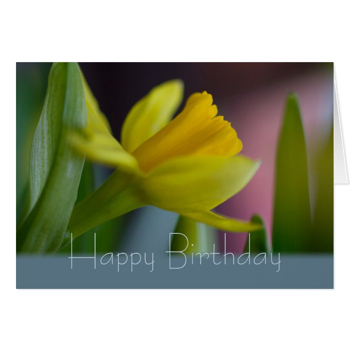 Yellow narcissus flower CC0743 Happy Birthday
