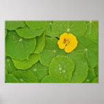 Yellow nasturtium flower on bed of nasturtium posters