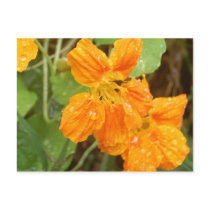 Yellow Nasturtium Postcard