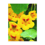 Yellow Nasturtiums Postcard