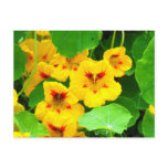 Yellow Nasturtiums Postcard