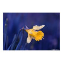 Yellow on Blue posters