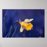 Yellow on Blue Posters