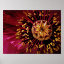 Yellow on Pink Posters