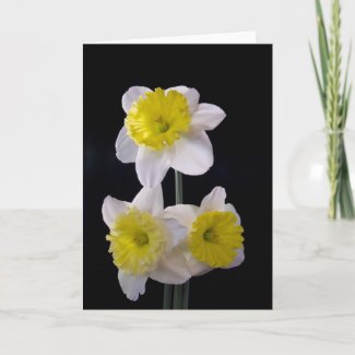 Yellow on White Daffodil zazzle_card