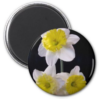 Yellow on White Daffodil zazzle_magnet