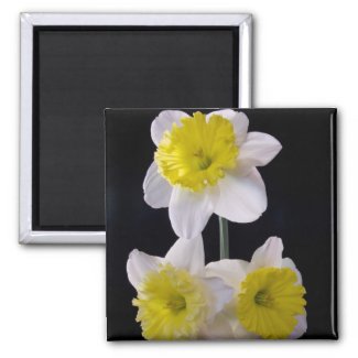 Yellow on White Daffodil zazzle_magnet