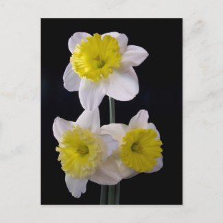 Yellow on White Daffodil zazzle_postcard