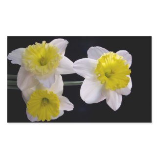 Yellow on White Daffodil zazzle_sticker