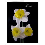 Yellow on White Daffodil Valentine's Greeting Cards