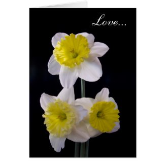 Yellow on White Daffodil Valentine's Cards