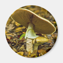 Yellow-orange Fly Agaric Magnets