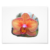 Yellow Orange Orchid Flower Picture Photo Print