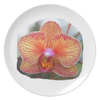 Yellow Orange Orchid Flower Picture plate