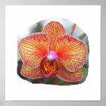 Yellow Orange Orchid Flower Picture Print