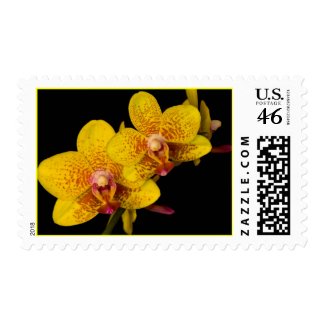 Yellow Orchid Black Background Postage Stamp zazzle_stamp