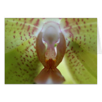 Yellow Orchid cards
