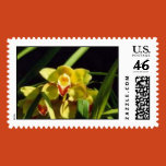 hardash, orchid, yellow, cymbidium, flower,