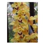 Yellow orchid post card