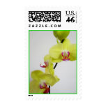 Yellow Orchid stamps