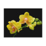 Yellow orchid post card