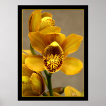 Yellow Orchid poster