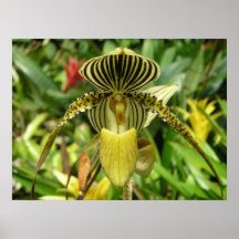 Yellow Orchid with Zebra Stripes Pattern Print
