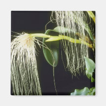 yellow Orchidglade II, 2 Flowers (Bulbophyllum Med Magnets