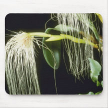 yellow Orchidglade II, 2 Flowers (Bulbophyllum Med Mouse Pad