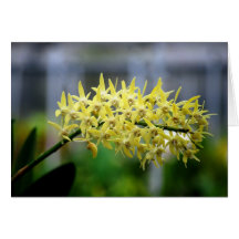 Yellow Orchids Card