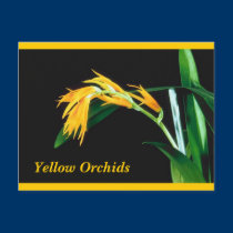 Yellow Orchids Postcard postcards