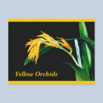 Yellow Orchids Postcard