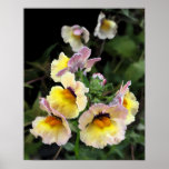 Yellow orchids posters