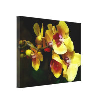 Yellow Orchids Shadow and Light canvas prints