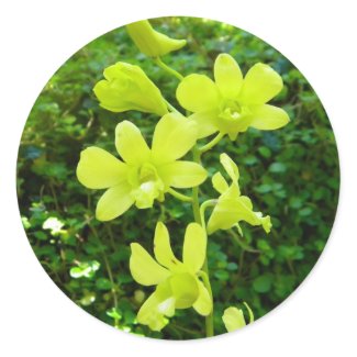 Yellow Orchids Stickers
