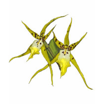 Yellow Orchids t-shirts