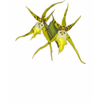 Yellow Orchids t-shirts