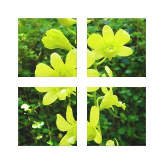 Yellow Orchids Canvas