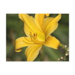 Yellow ornamental lily