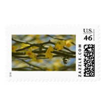 Yellow Palo Verde Flower Photograph Stamp by FlowerPictures Yellow Palo Verde Flower Photograph Stamp