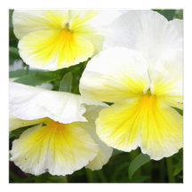 Yellow Pansies Invitations