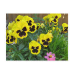 Yellow Pansies Post Cards